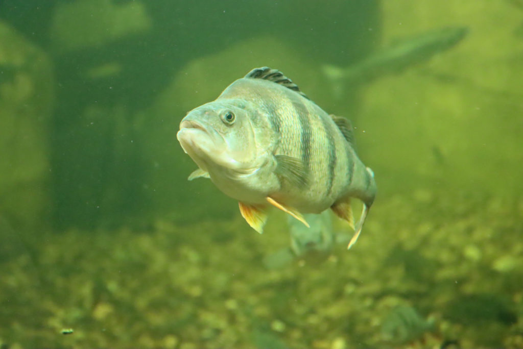 Perch in the Baltic Sea Tank.